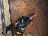 Chickens — fotografija 2
