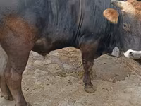วัวตัวผู้, Swiss cattle — รูปภาพ 3