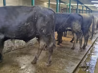 گاو نر, Swiss cattle — عکس 3