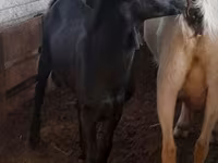 Τράγος, Murcia-Granada goats — φωτογραφία 3
