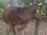 گاو ماده, Swiss cattle — عکس 2