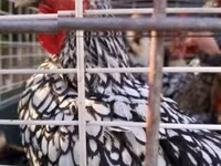 Chickens — ảnh 2