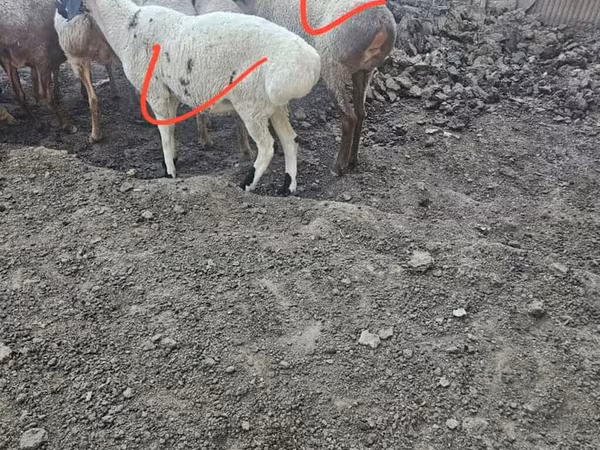 Ram, Sheep — Kyrgyzstan