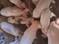 Babi betina, Дюрок — foto 7