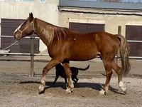 Hengst, Kustanai horse — Foto 2