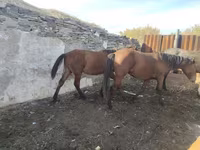 ม้า (เป็นล็อต, ไม่ระบุเพศ), Horse breed — รูปภาพ 3
