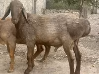 แกะตัวผู้, Rhon sheep — รูปภาพ 6