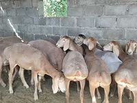 Πρόβατο, Arashan sheep — φωτογραφία 2