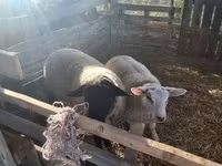 كبش, White Suffolk sheep — الصورة 3