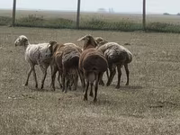 แกะตัวผู้, Hissar sheep — รูปภาพ 4