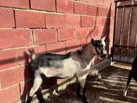 Козел, Alpine goat — снимка 2