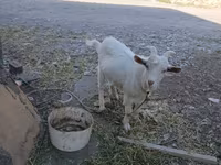 Էգ այծ, Այծեր — լուսանկար 2
