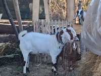 Ziegenbock, Nubian Goat — Foto 3