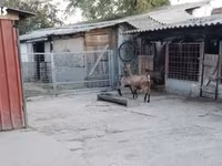بز نر, بز — عکس 4