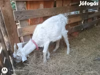 Kambing jantan, Goats — foto 2