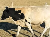 Bulle, Russian Black pied cattle — Foto 1