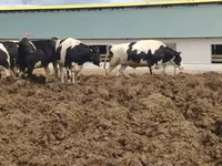 ძროხა, Russian Black pied cattle — ფოტო 1