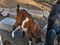 Capră, Nubian Goat — foto 2