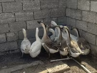 ሊንዳ — ፎቶ 2