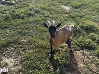Κατσίκα, Κατσίκες — φωτογραφία 7
