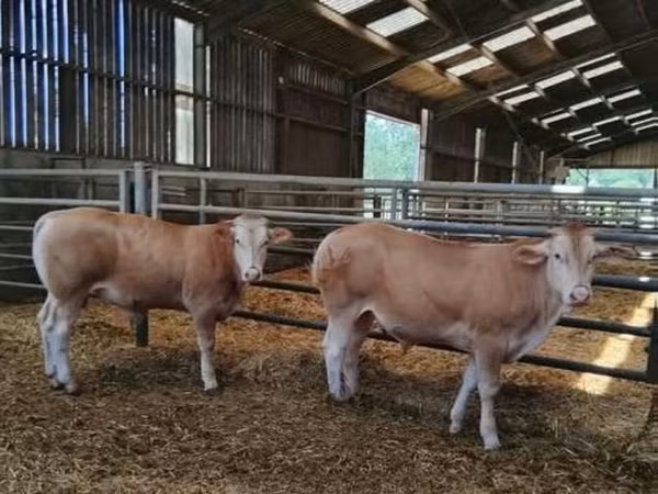 Dibi, Blonde d’Aquitane cattle — Boqortooyada Midowday