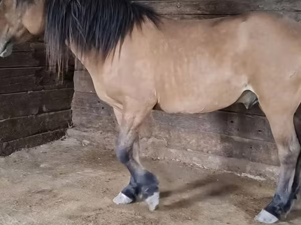 Kuda jantan, Mugalzhar horse