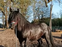 Horse (M), Gypsy horse — photo 3