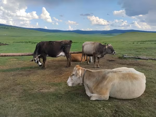 Bò cái, Gia súc