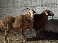 公羊, Edilbay sheep — 照片 2