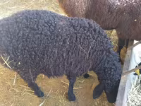 በግ, Sheep — ፎቶ 1
