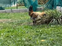 گا نوی — عکس 2
