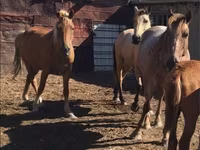 Kuda betina, Horses — foto 1