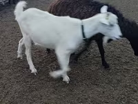 Capră, Alpine goat — foto 2