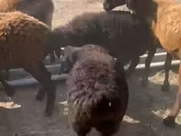 گوسفند (گروه، جنسیت مشخص نشده), گوسفند — عکس 2