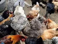 Chickens — foto 2
