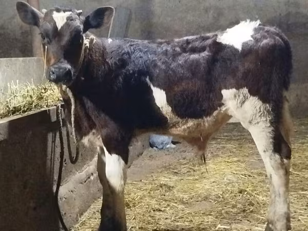 Bull, Simmental cattle — Azerbaijan