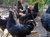Chickens — foto 5