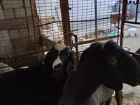 Berbec, Blackheaded Persian sheep — foto 3