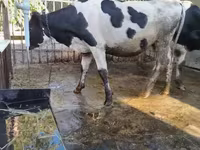 ხარი, Russian Black pied cattle — ფოტო 8