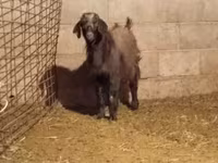 ፍየል, Alpine goat — ፎቶ 3