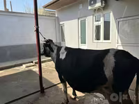 Mucca, Bovini — foto 4