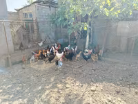 Chickens — Foto 1