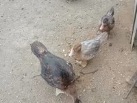Ducks — Foto 2