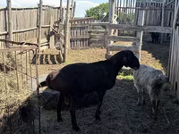 Dume la kondoo, Hissar sheep — picha 2