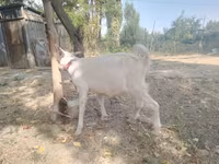 بز ماده, Alpine goat — عکس 4