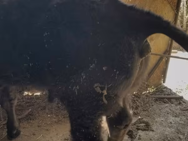 公牛, Belgian Blue