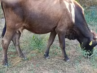 Lembu betina, Alatau breed — foto 6