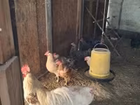 Chickens — 사진 1