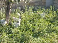 Chickens — Foto 2
