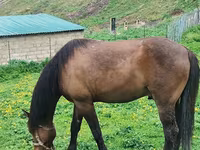 Koń, Azerbaijan horse — zdjęcie 1